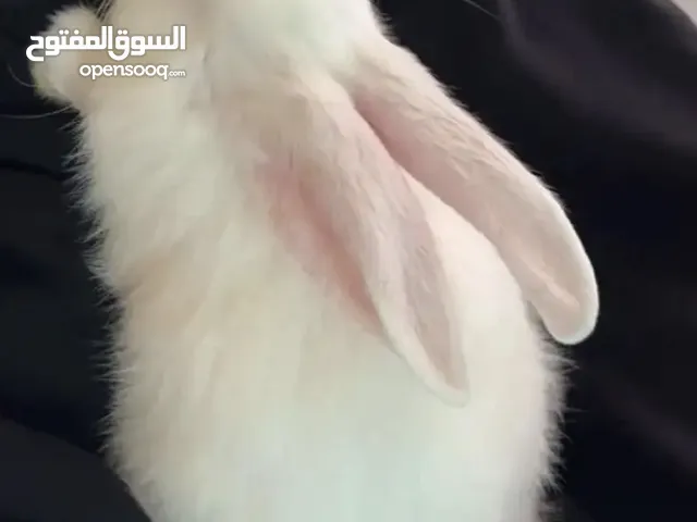 ارنب للتبني