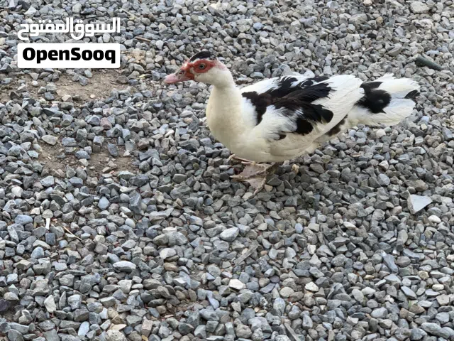 بط عُماني و مصري