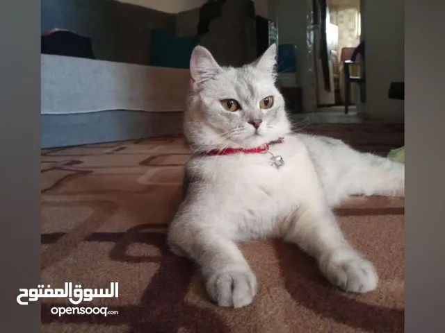 سكوتش ستريت انثى معقمه