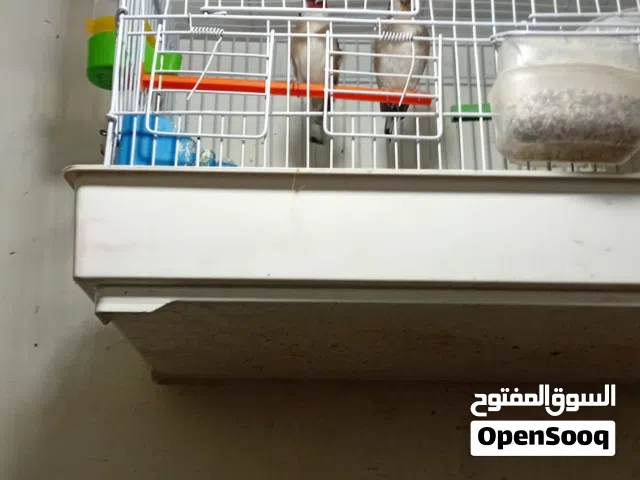 جوز حسين الصلاه على النبي طيره ترباي والفحل جلب