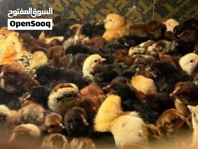صوص بلدي عمر 3 اسابيع