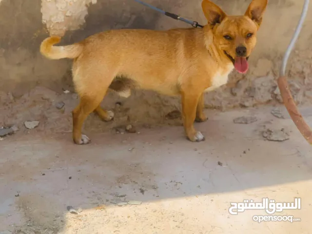 السلام عليكم دكر شيواوا ربي ايبارك درجة