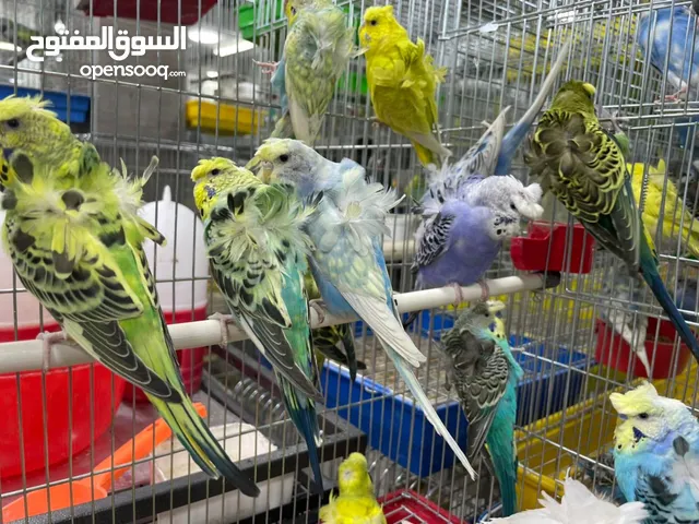 8 كوبيات هوقو رومو