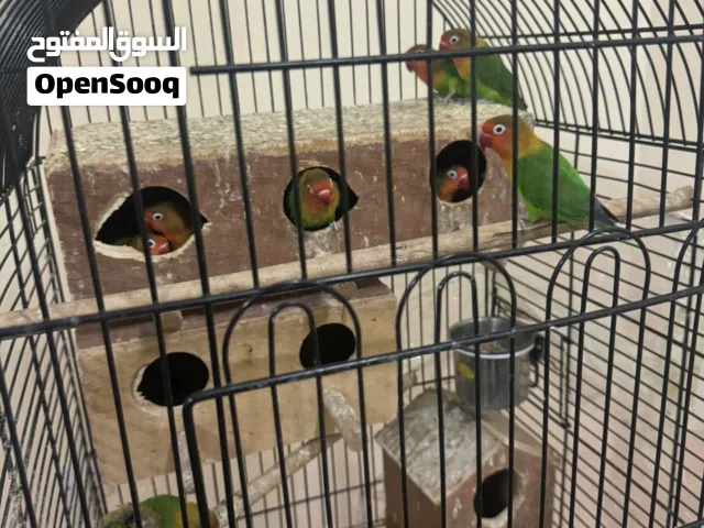 طيور لوڤ بيرد Love bird للبيع