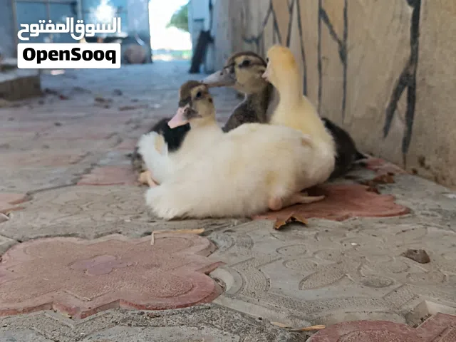 بط مصري العمر شهر ونص السعر 1.600