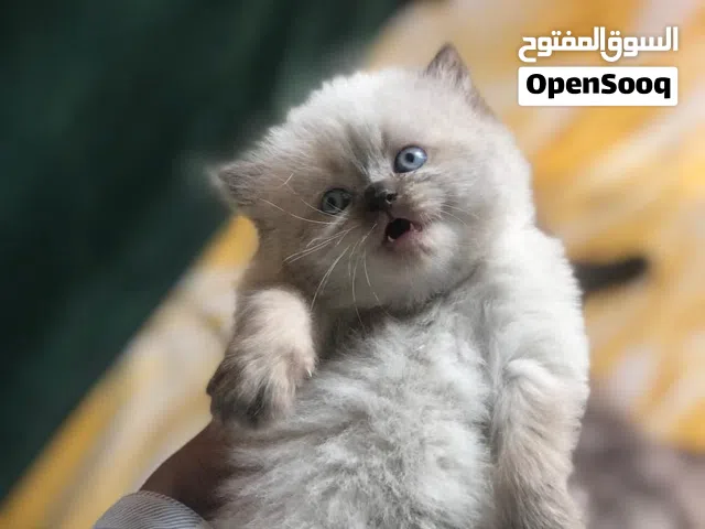 قطط لللبيييع