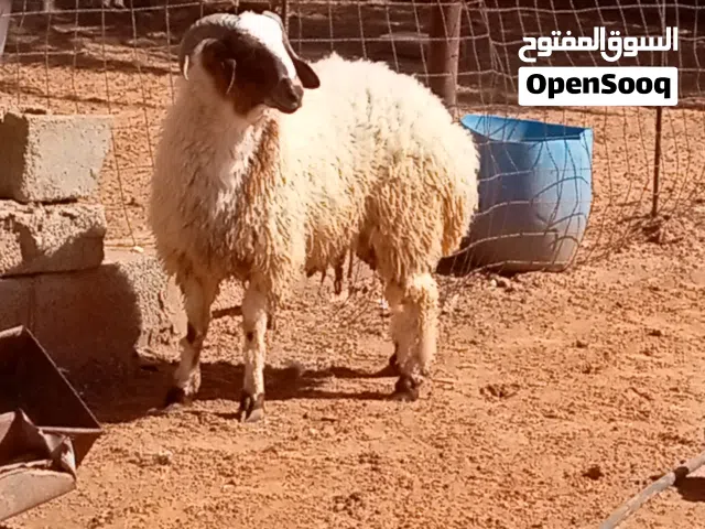 خروف وطني للبيع