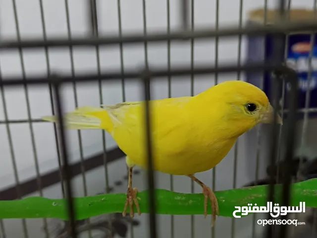 طيور كنار نخب