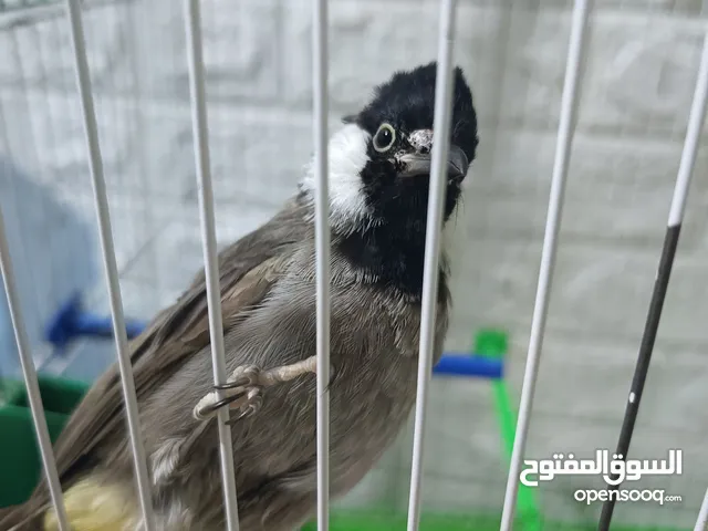بلبل اليف ومفطوم بدون قفص