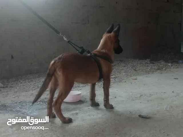 chien Malinois