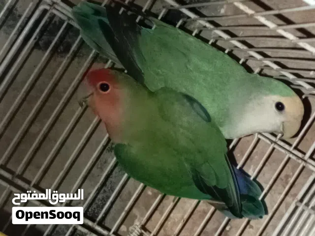 السلام عليكم متاح كوبيه روز الله يبارك حجم تبارك الله السعر ساوم ريش