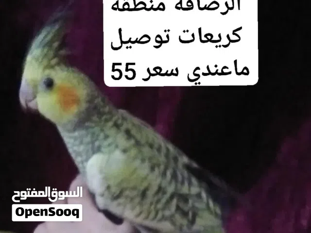 كوكتيل هولندي ازابيل اليف بيع بغداد جهة رصافه منطقة كريعات فديو واضح توصيل ماعندي سعر 55