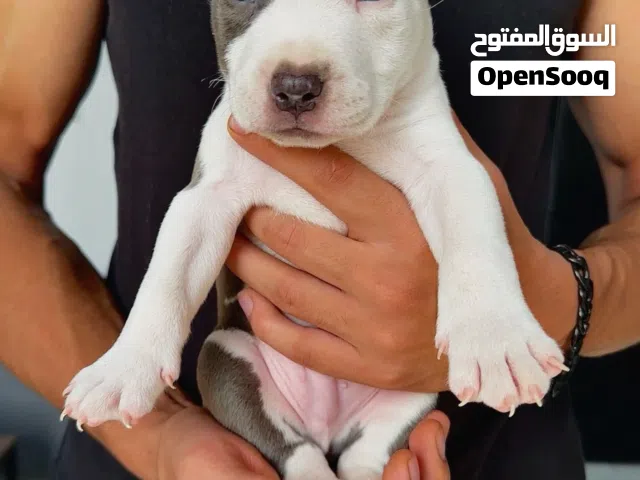 متوفر اقوي جرو بيتبول بيور