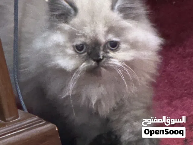 هيملايا درجه اولي