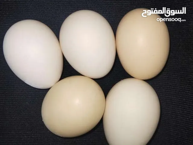 بيض دجاج عرب اصلي