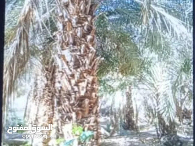 المزارع ابوسلطان لزرعة النخل وجميع الاشجار زراعه وتنضيف  وترتيب بشكل المطلوب