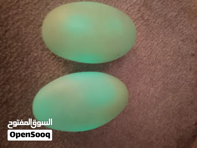 للبيع احجار الطاقة المضيئة الأصلية الخام