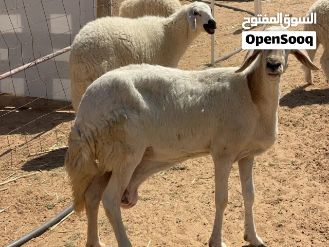نعجة تحتها حوليه ربي يبارك