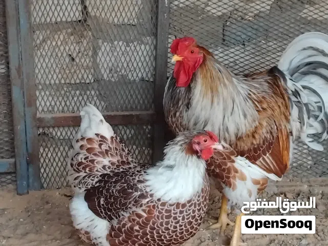 يوجد بيض ون دوت بركاني  للبيع