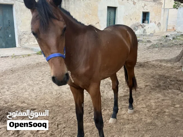 فلو الله يبارك نص دم