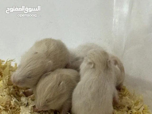 هامستر سوري للبيع مع توفر جميع مستلزماته