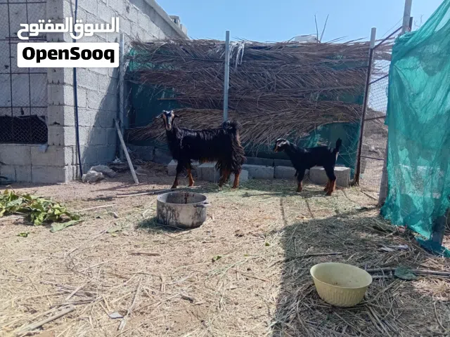 للبيع شاه من حلال الحو تحتها تيس