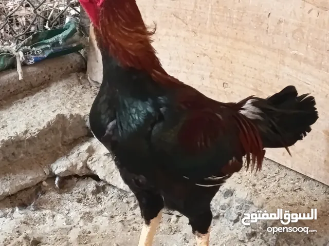 An foreigner Breed: Fighter Chicken With Great Muscles...