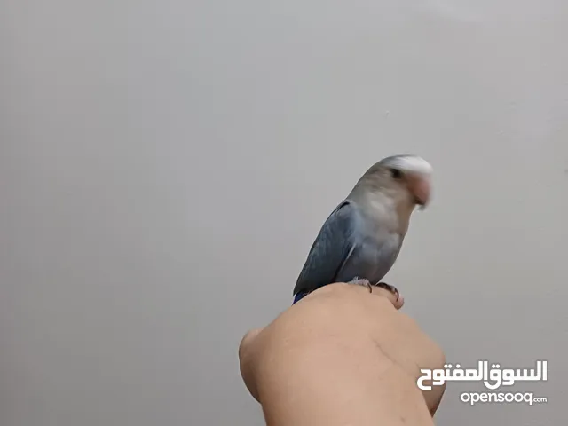 جوز روز مع قفص للبيع