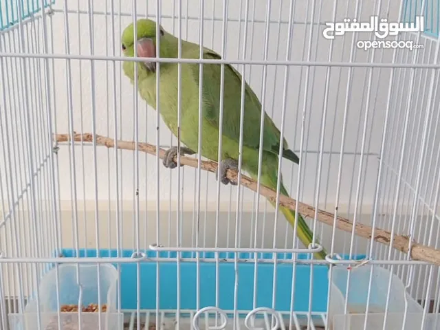 بيع الدره مع قفصها 20 ريال فقط