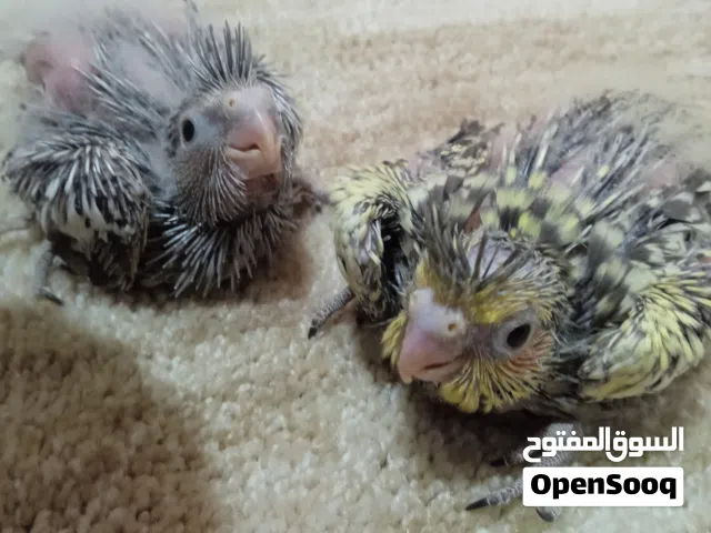 افراخ كوكتيل