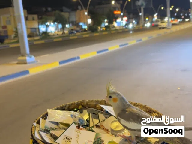 فقد طير كوكتيل في البراضعيه