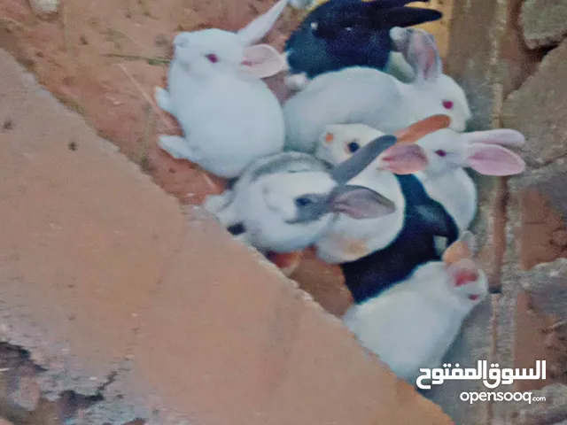 ارانب للبيع