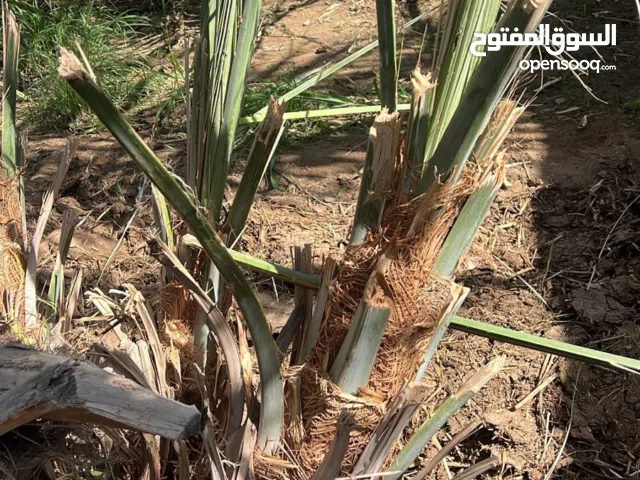 فسائل صرم للبيع