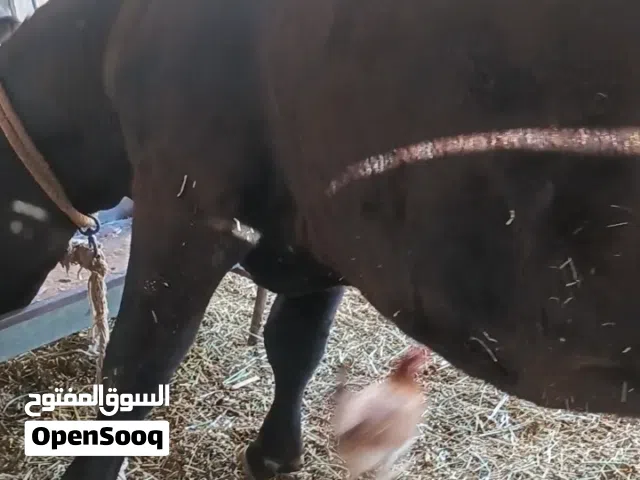 ذكرو الله بسم الله ما شاء الله للبيع عجله بكر تهجين ضفاري نمساوي بصحه ممتازه مد وشور