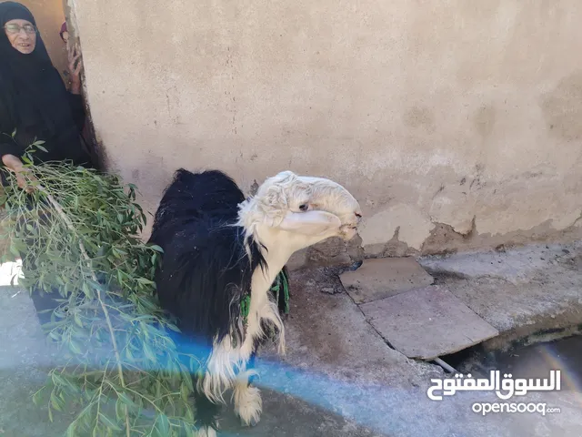 خروف عوسي عالي