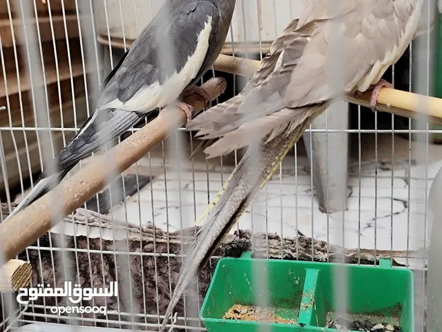 زوج كوكتيل للبيع بزارات اقرة الوصف