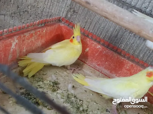 فراخ كوكتيل لاتينو عين حمرا