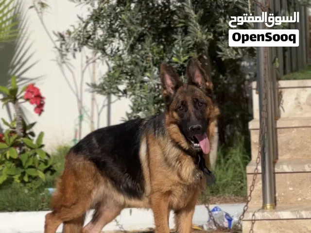 انتايه شورت هير