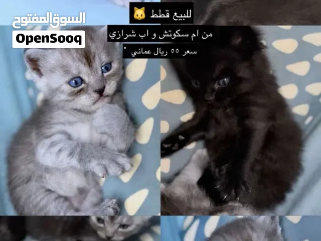 للبيع قطط 55ريال