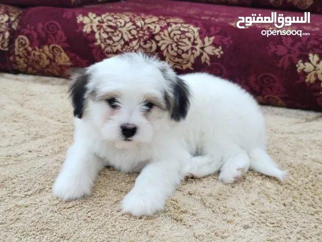 من اجمل انوع الزينه مالتيز حجم مني Xxs ما بيكبر عباره عن كتلت شعر متربي دخل المنزل مع الاطفال