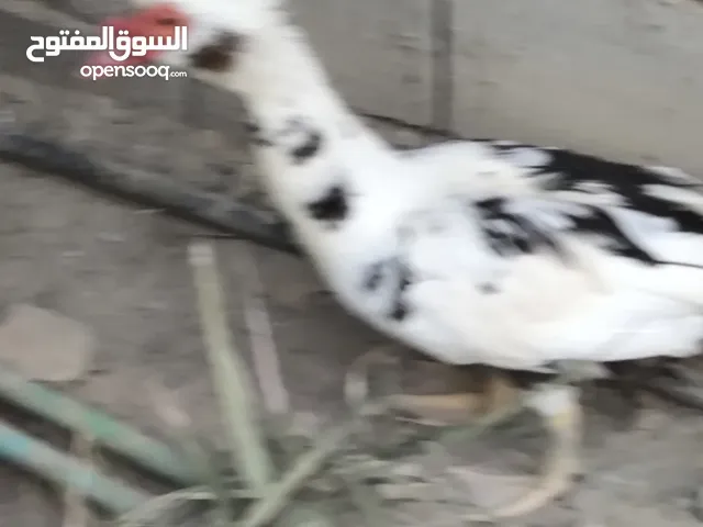 بشوش مصريات بياضات الزوج ب30