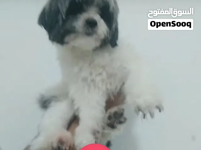 انثى شيتزو منتجة بسعر قابل للتفاوض المعقول Available adult female shihtzo