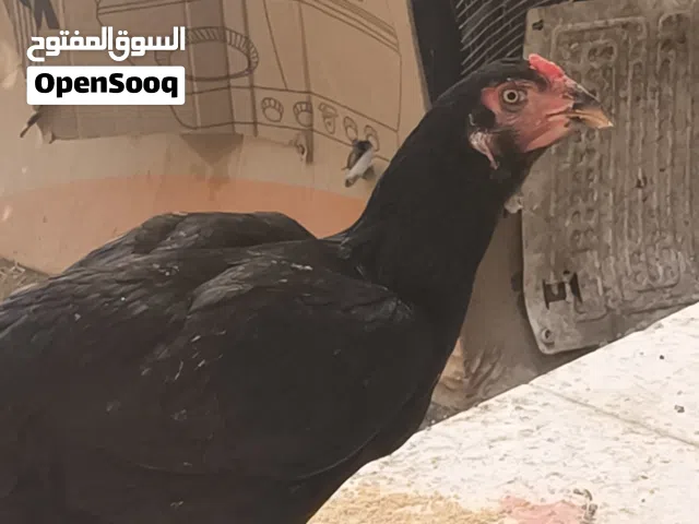 متاح دجاجه وديج هراتي لبيع  حلوات خوش رس مال تعزيله مكاني جزيره الفيحاء  اقره الوصف