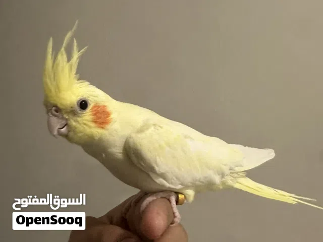 كرات لوتينو أنثى للبيع البيع سمح