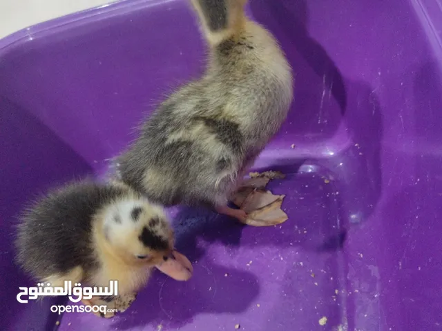 بط صغاررررررررررررررررررررررررررررررررررررررررررررررررررررررررررررررررررررررررررررررررررررررررررررر