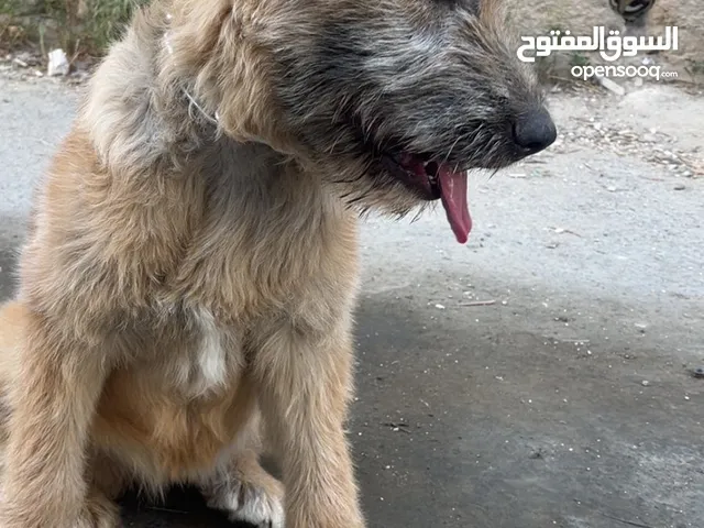كلب قوقازي صغير
