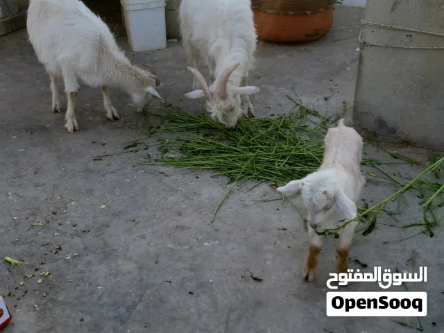ماعز البينو المقزم لون ابيض حجمهم ممتاز واول ولاده