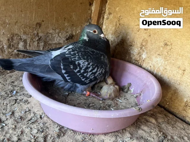 متاح كوبيا زاجل