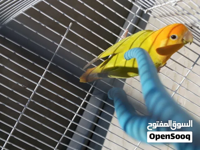 المكان سوق جمعه