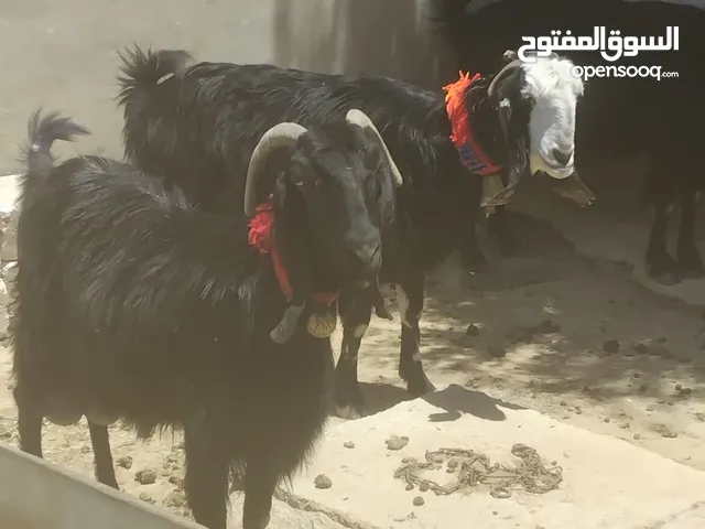 ثلاث معزا كفالة حليب 2خمسيات وحده رايحلها سن وعينها مبيضه